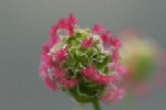 Salad Burnet